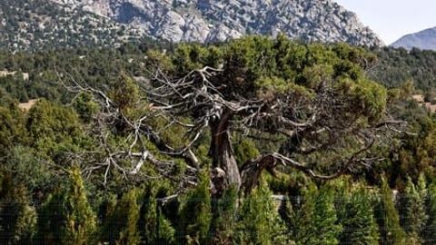 O&lsquo;zbekistonda o&lsquo;rmon fondi yerlari 1 mln gektarga kengaydi