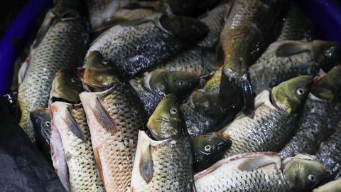 Ўзбекистоннинг табиий сув ҳавзаларида балиқ овлаш қоидалари тасдиқланди