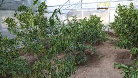 O‘zbekistonda ixcham issiqxonalar qurish uchun 100 mln so‘mgacha garovsiz kredit beriladi