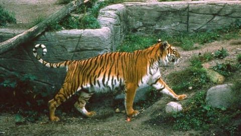 Туранский тигр может вернуться в Казахстан в 2026 году&nbsp;