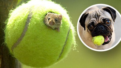 Ishlatilgan, yaroqsiz tennis to&lsquo;plari turnirdan keyin qayerga ketadi?