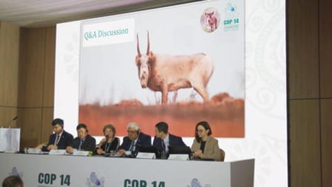 Kazakhstan hosts saiga antelope restoration event at CMS COP14&nbsp;