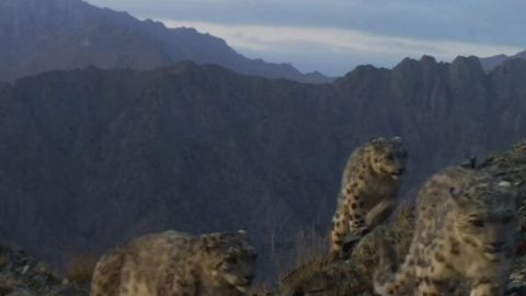 &ldquo;Ҳисор&rdquo; қўриқхонасида фотоқопқонга қор қоплонлари тўдаси тушди (видео)