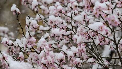 Thick layer of snow covers Tashkent, capital of Uzbekistan (photo gallery)&nbsp;