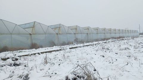 Тошкент вилоятида битта иссиқхона 605 млн сўмлик газдан ноқонуний фойдалангани аниқланди