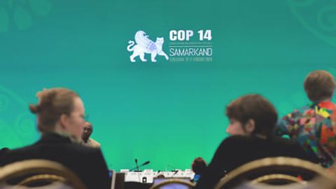 Uzbekistan's COP14: advancing global migratory species conservation&nbsp;
