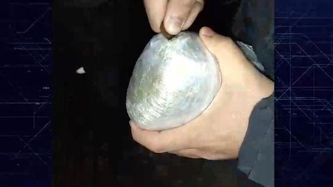 State security halts drug sales from Kyrgyzstan, Tajikistan in 3 regions of Uzbekistan