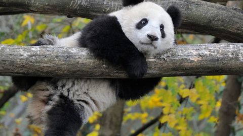 Xitoy AQSH bilan panda diplomatiyasini qayta yo&lsquo;lga qo&lsquo;yadi