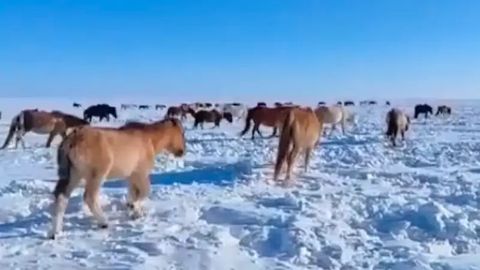 Қозоғистонда 200 га яқин от очликдан нобуд бўлди. Фермерлар фавқулодда ҳолат эълон қилишни сўрамоқда (видео)