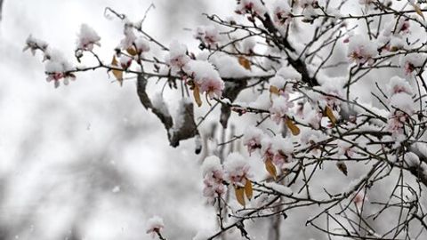 Ўзбекистонда 1 март куни қор ёғиши кутилмоқда