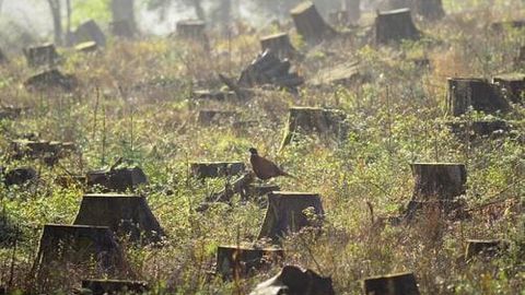 Uzbekistan tightens penalties for illegal deforestation and plant damage&nbsp;