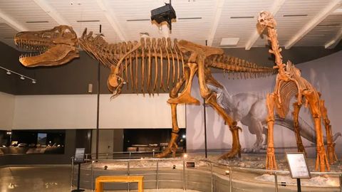 Scientists estimate that over 15 dinosaur species enhabited Kazakhstan's territory