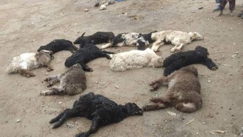 Over 30,000 livestock perish in Afghanistan from heavy snow