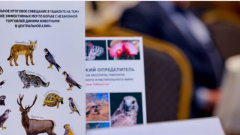 Central Asian nations unite against illegal wildlife trade in Tashkent, Uzbekistan&nbsp;
