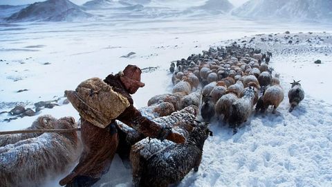 Mo&lsquo;g&lsquo;ulistonda sovuqdan 3 million chorva nobud bo&lsquo;ldi