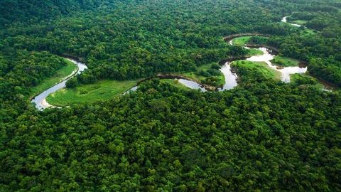 Amazonkada o&lsquo;rmonlar kesilishi 30 foizga kamaydi