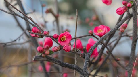 Ўзбекистонда келаси ҳафта бошида қандай об-ҳаво кутилаётгани маълум қилинди