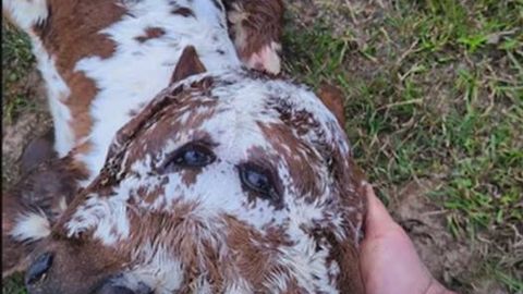 АҚШдаги фермада икки юзли бузоқча туғилди (видео)