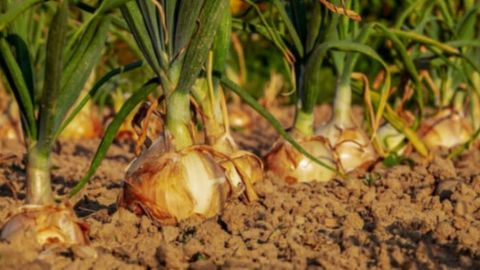 Onion prices plummet across Ukraine, Poland, Moldova, and Uzbekistan amidst new harvest season&nbsp;