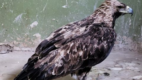 Тошкентда фуқаро Қизил китобга киритилган чўл бургутини сотаётгани аниқланди&nbsp;