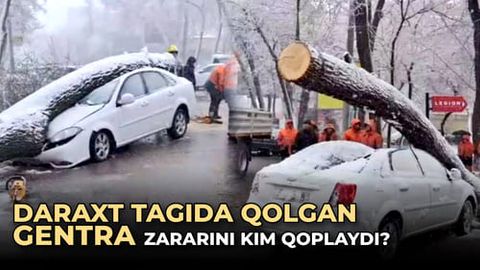 Toshkentda ustiga daraxt qulagan Gentra zararini kim qoplaydi?