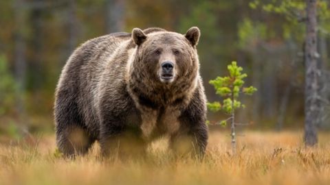 Slovakiyada Belarus fuqarosi ayiqdan qochib vafot etdi&nbsp;