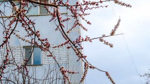 Toshkentda uy-joy ijarasi narxi tushishi davom etmoqda