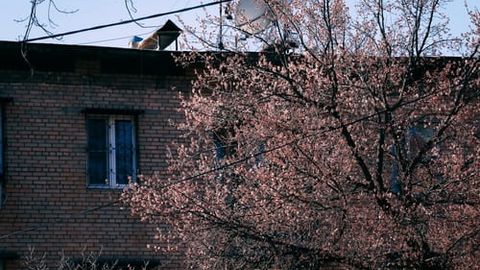 Ўзбекистонда 22 март куни ҳаво ҳарорати 22 даражагача илийди 