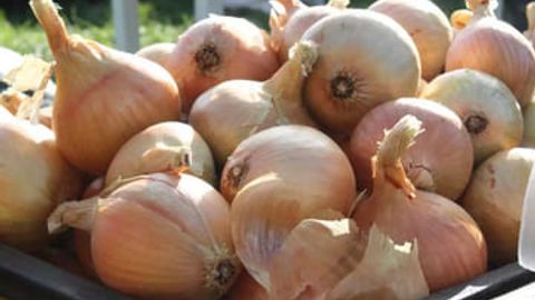 Onion crisis grips Kazakhstan: prices plunge as oversupply floods market, EastFruit reports&nbsp;