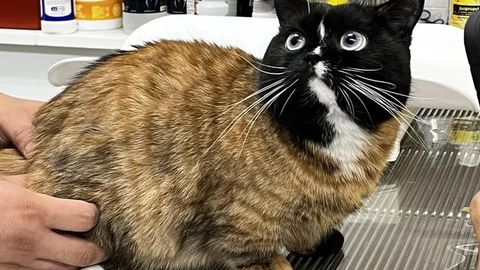 Suv oqimi bilan BDSM