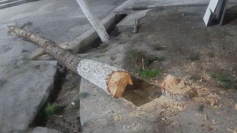 Фарғонада дарахт кесган фуқаро 45 млн сўм товон тўлаб, 100 туп дарахт экади