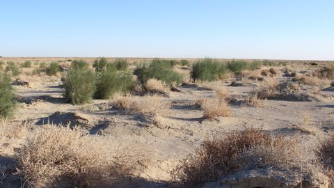 Kazakhstan targets for 1.1 mn plantings on Aral Sea by 2025&nbsp;