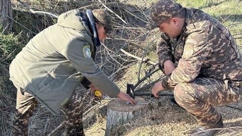 Самарқандда фуқаро 9 туп дарахт кесиши ортидан 23 млн сўм жарима тўлайдиган бўлди