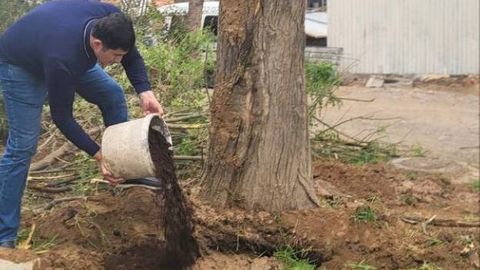 Юнусободда дарахткушлик: тунда ниқобли шахслар рақамсиз экскаваторда дарахтга шикаст етказган. Улар қидирувга берилди (видео)