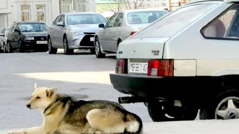 Stray animals in Turkmenistan to receive free veterinary care&nbsp;