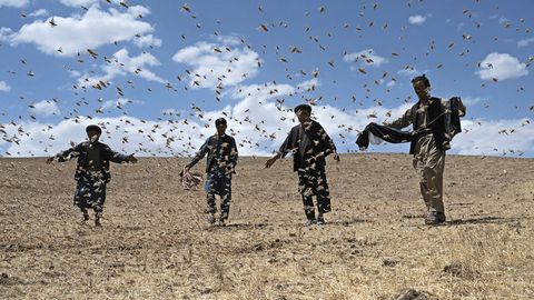 Afg&lsquo;onistondagi dalalarga chigirtkalar hujum qildi