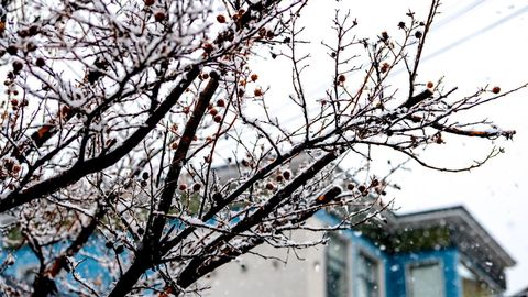 Aprel oxirida tog&lsquo;larga qor yog&lsquo;di. Bunday havo mevali daraxtlarga qay darajada ta&rsquo;sir ko&lsquo;rsatadi?