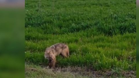 Саккизта хонадоннинг 19 бош қўйини бўғизлаган: Шаҳрисабздаги қишлоқда бўри пайдо бўлгани айтилмоқда (видео)