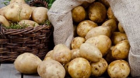 Dunyodagi eng zararli sabzavot qaysi? Gastroenterolog xulosasi