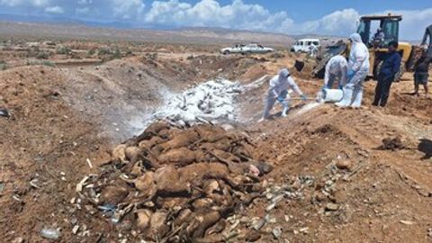 Surxondaryoda kuchli sel oqibatida 360 bosh qo‘y nobud bo‘ldi