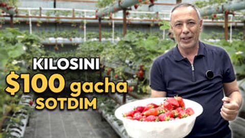 To&lsquo;rt donasi 200 ming so&lsquo;m &mdash; issiqxonada qulupnay yetishtirish bo&lsquo;yicha mutaxassisdan tavsiyalar