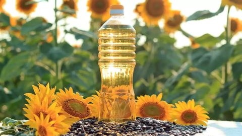 Kazakhstan boosts sunflower seed meal exports to EU by over 2-fold