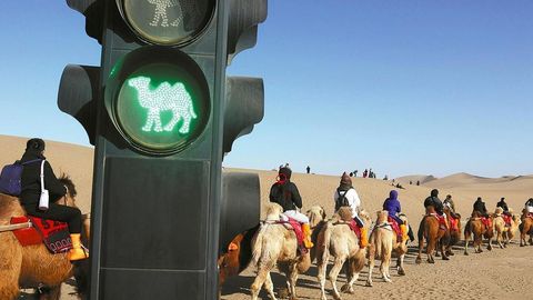 Xitoyda tuyalar uchun maxsus svetoforlar o&lsquo;rnatildi&nbsp;