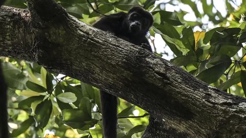 Мексикада жазирама иссиқ туфайли 146 та маймун нобуд бўлди