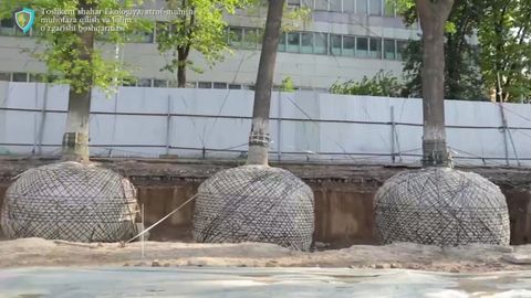 Многолетние дубы из бывшего комплекса СНБ обретут новый дом в одном из парков Ташобласти