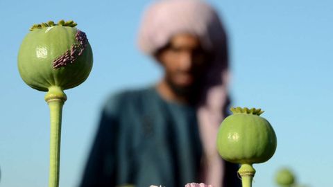 &ldquo;Tolibon&rdquo;ning Afg&lsquo;onistonda narkotik ishlab chiqarish qisqargani haqidagi da&rsquo;volari haqiqatga to&lsquo;g&lsquo;ri kelmaydi &mdash; Eron rasmiysi
