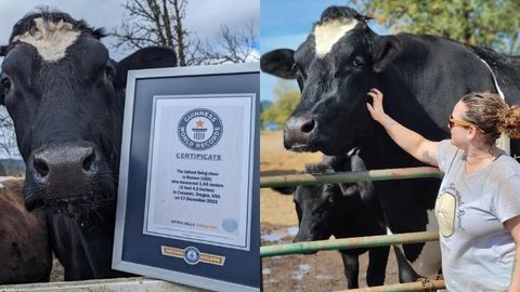 AQSHdagi fermada boqiladigan 2 metrli buqa Ginnes rekordlari kitobiga kiritildi (video)