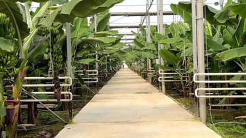 В Казахстане поспели первые отечественные бананы&nbsp;