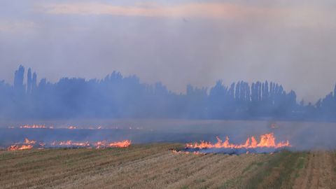 Бухорода ўсимлик қолдиқларини ёқиб юборган тўрт киши 4,7 млн сўмдан жаримага тортилди