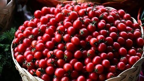 В Узбекистане изучат ситуацию с заражёнными томатами, возвращёнными из Казахстана